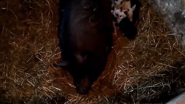 Вьетнамские поросята помесь с белым кабаном,5 дней от роду. смотреть онлайн