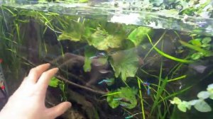 Коряги для растительного аквариума - корень азалии панацея или не стоит своих денег?