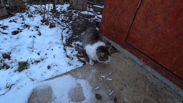 Пришёл кот , дали курам свежего мяса смотреть онлайн