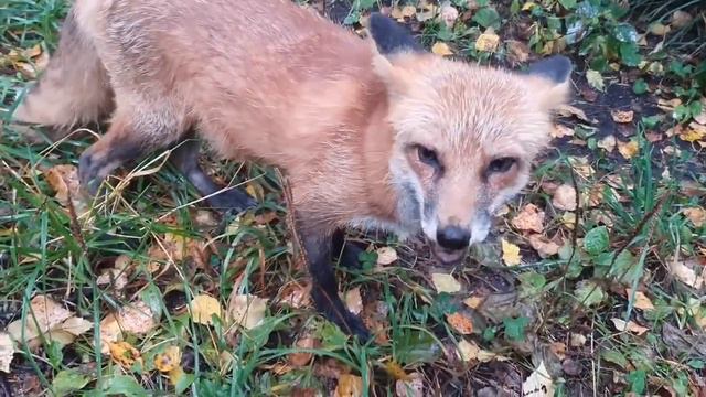 Ли Сяо. Алиса - Лиса / Прикольные Моменты с Алисой ч. 33 / Alice the Fox смотреть онлайн