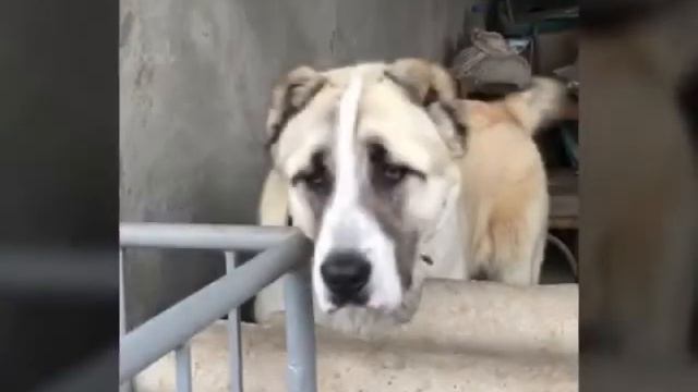 HAYKAKAN GAMPR 10 AMSEKAN смотреть онлайн