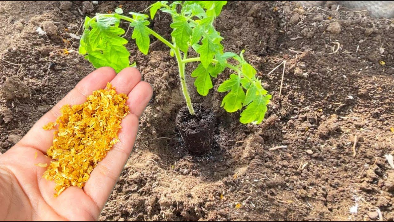 Киньте это в лунку при посадке ТОМАТОВ и они сразу пойдут в рост и ничем не будут болеть! смотреть онлайн