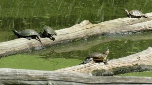 Черепашье озеро Воронеж