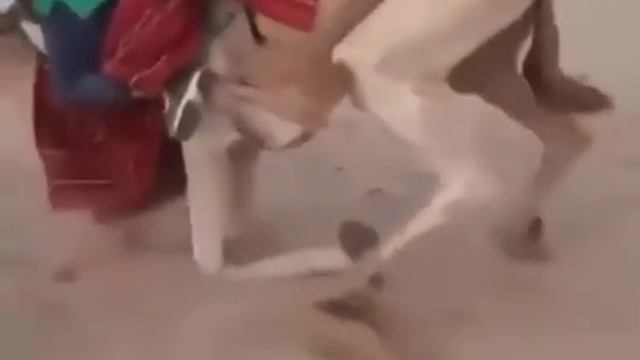 Тяжёлые пассаЖИРы. Сломали верблюда смотреть онлайн