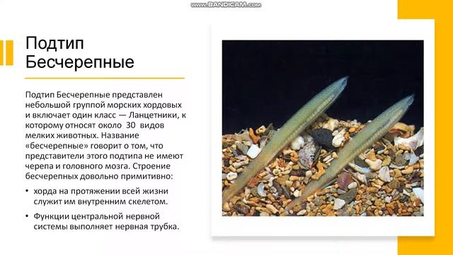 7 класс. Хордовые их основные особенности смотреть онлайн