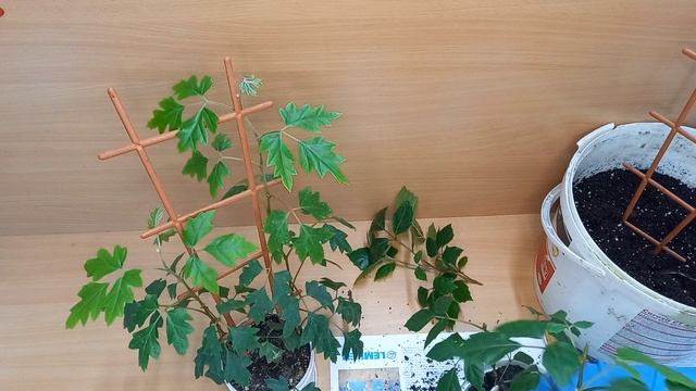 Rhoicissus Самый быстрорастущий комнатный цветок. Роициссус пересадка/черенкование. смотреть онлайн