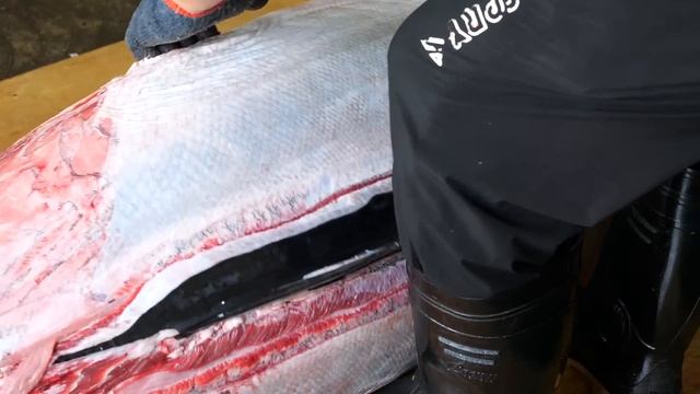 $10,000 Giant Bluefin Tuna Cutting In Taiwan, Luxurious Sashimi / 鋒利的刀！巨大黑鮪魚切割技巧, 奢華黑鮪魚金三角