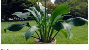 Эухарис – очаровательная комнатная лилия