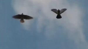 НИКОЛАЕВСКИЕ ГОЛУБИ /pigeons/ БАБОЧКА / ГОЛУБЯТНЯ ВОВЫ КЕРЧЕНСКОГО  (4)