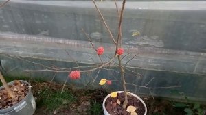 Вкус первых плодов кудрании ("клубничного" или "малинового" дерева)