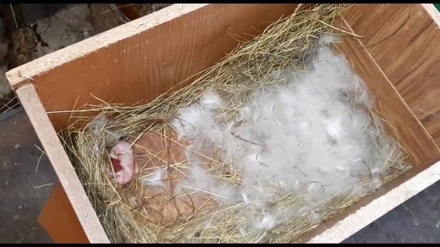 Мои кролики уехали в контактный зоопарк.Будни кроликовода,основные хлопоты. Проверка маточников смотреть онлайн