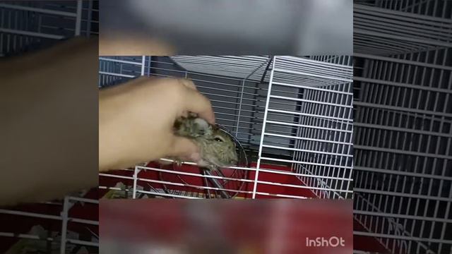 Дегу балдеет смотреть онлайн