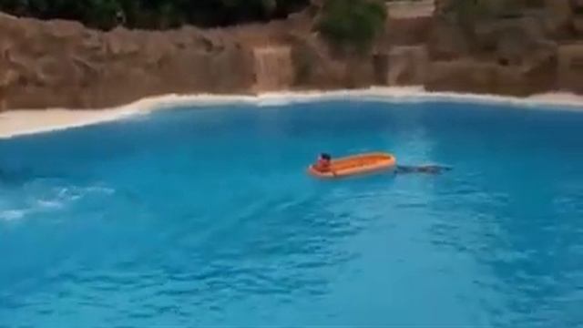 Класс дельфины смотреть онлайн