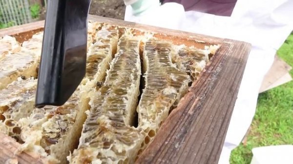 Традиционный японский сбор меда. Apis cerana японская