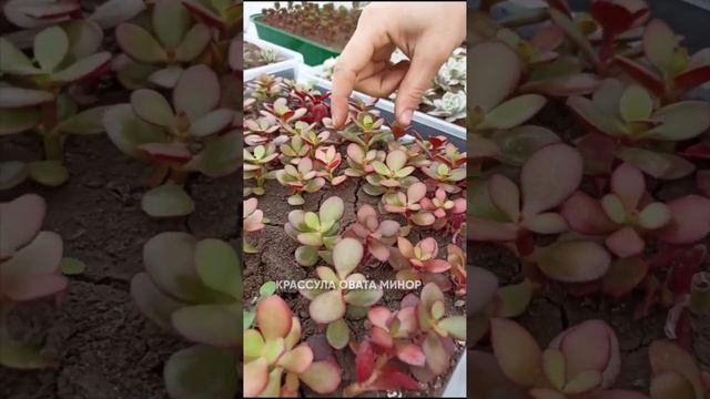 Денежное дерево. Крассула овата минор смотреть онлайн