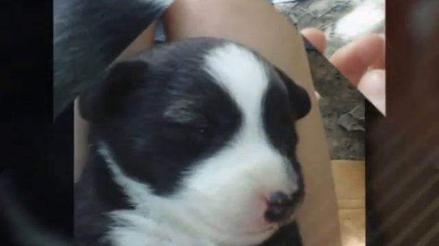 Милый щенок смотреть онлайн