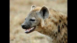 ✅  СМЕХ ГИЕНЫ ДО СЛЁЗ!!! ЗВУК ГИЕНЫ!!! ГИЕНА СМЕЕТСЯ