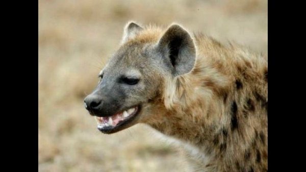 ✅  СМЕХ ГИЕНЫ ДО СЛЁЗ!!! ЗВУК ГИЕНЫ!!! ГИЕНА СМЕЕТСЯ