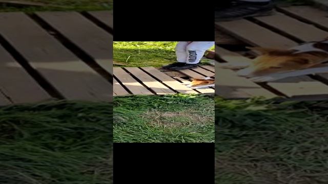 Жёсткий разговор моей собаки с чужим котом. смотреть онлайн