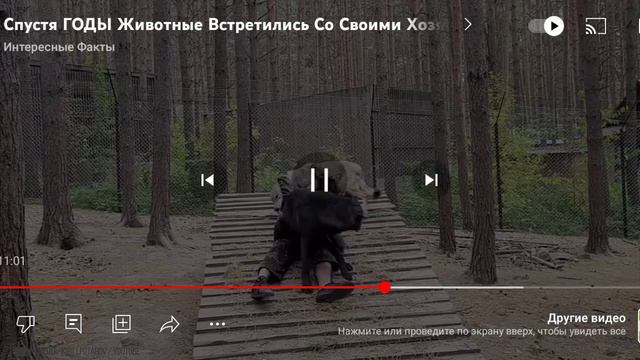 Ролик про льва ; дружба с человеком часть 3 смотреть онлайн