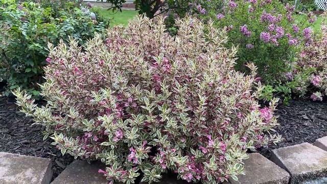 My Monet Weigela