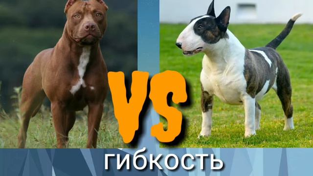 Питбуль VS бультерьер смотреть онлайн