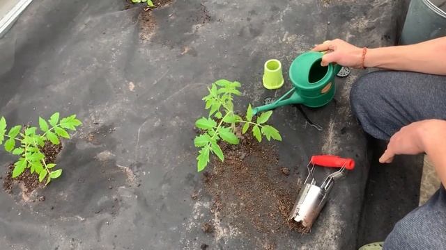 ТЕПЛИЦЫ МИТТЛАЙДЕРА, опыт установки и использования. Выращиваю помидоры на земле из леса. смотреть онлайн