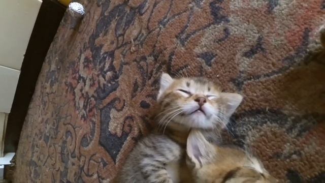 кошкам сняться кошмары!!! смотреть онлайн