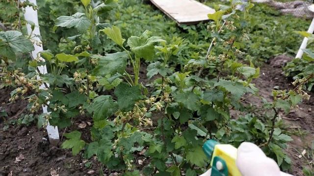 ВРЕДИТЕЛИ СМОРОДИНЫ смотреть онлайн