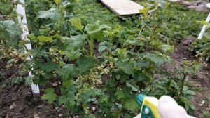 ВРЕДИТЕЛИ СМОРОДИНЫ