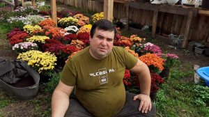 Как вырастить хризантему мультифлора в Сибири.