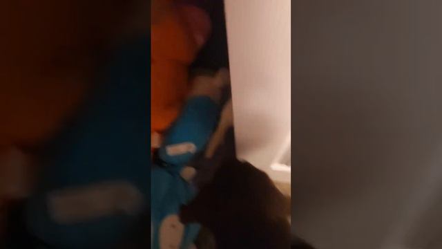 dog and Ferret interaction part 2 смотреть онлайн