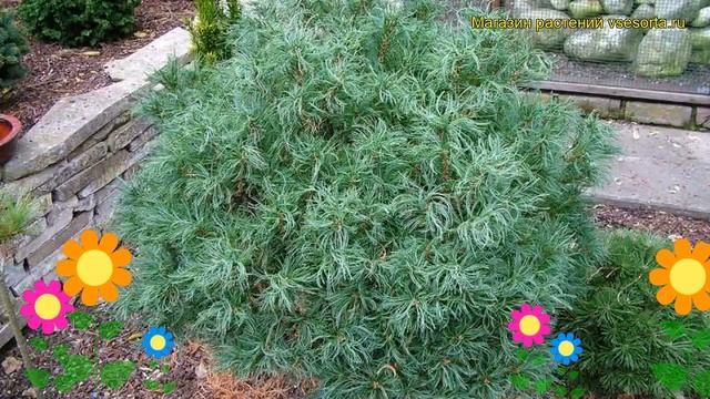 Сосна веймутова Тини Кёрлс. Краткий обзор, описание характеристик pinus strobus Tiny Curls смотреть онлайн