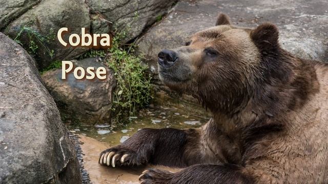 North Carolina Zoo Animal Yoga Poses #worldyogaday смотреть онлайн