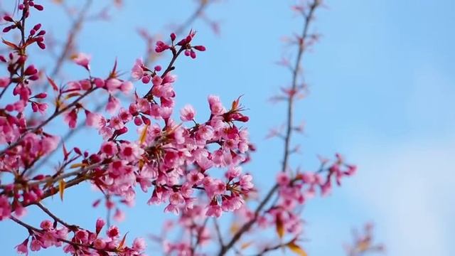 Deep Focus Music To Improve Concentration - 12 Hours of Ambient Study Music to Concentrate #691 смотреть онлайн