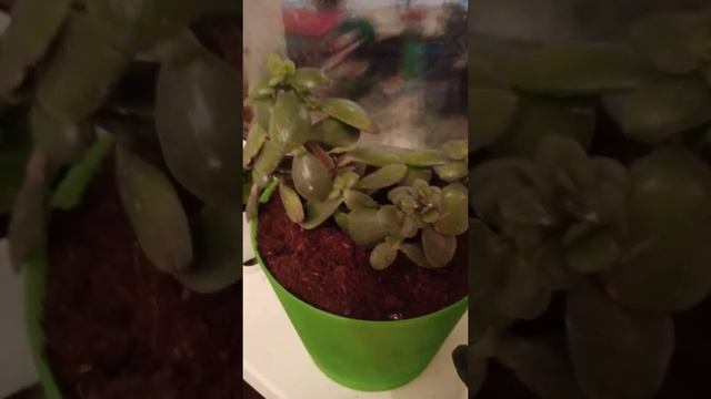 Какие растения живут у меня дома. смотреть онлайн