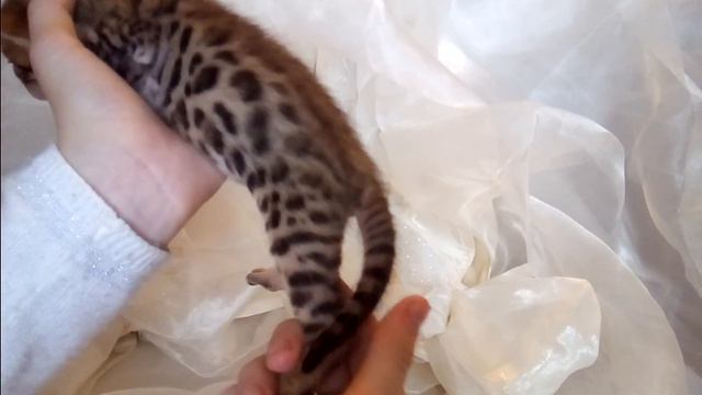 Розетка на золоте мальчик 1