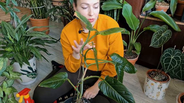 Plant chores - lets get rid of thrips смотреть онлайн