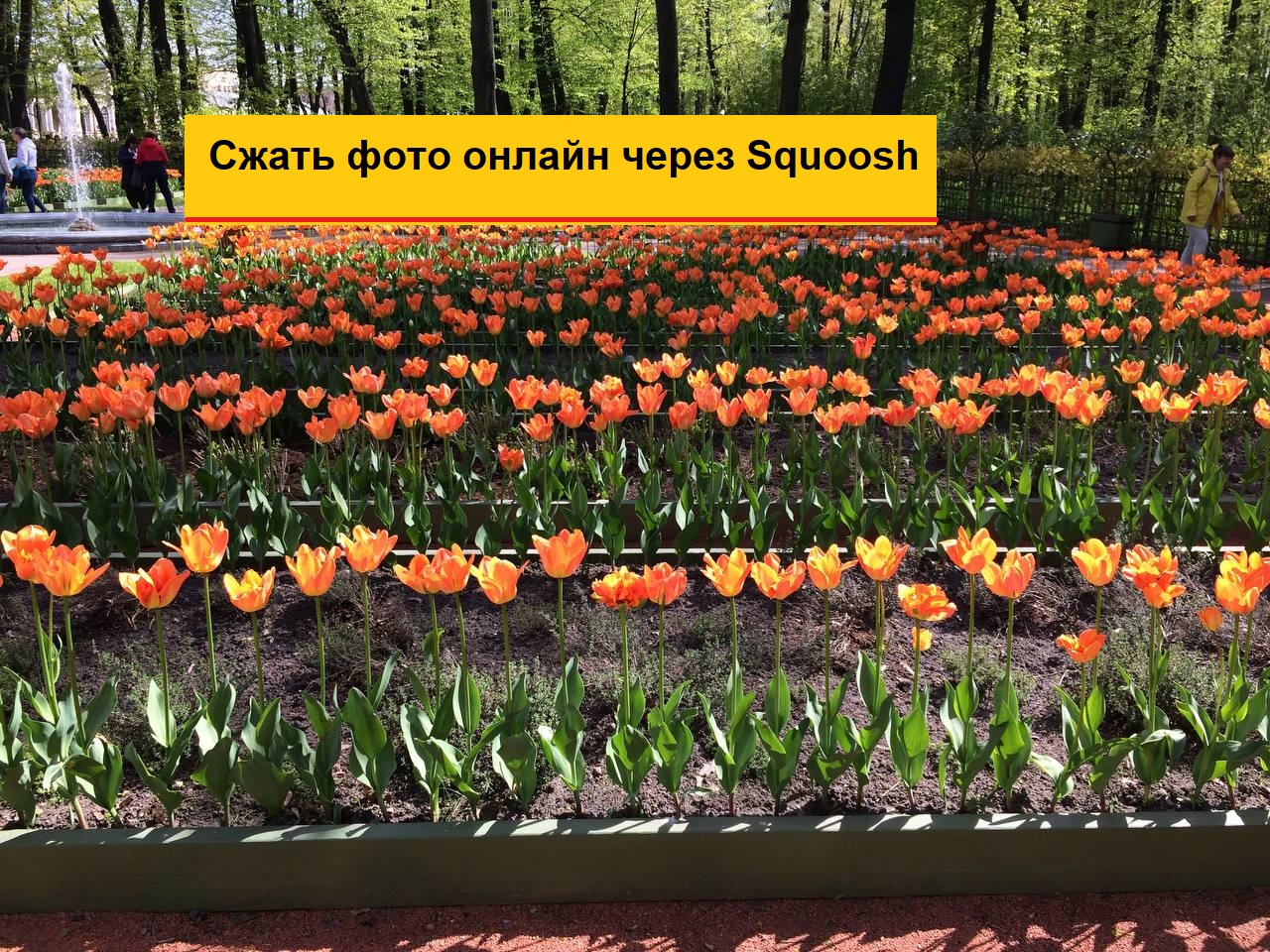 Сжать фото онлайн бесплатно с помощью Squoosh - сервис от Гугла смотреть онлайн