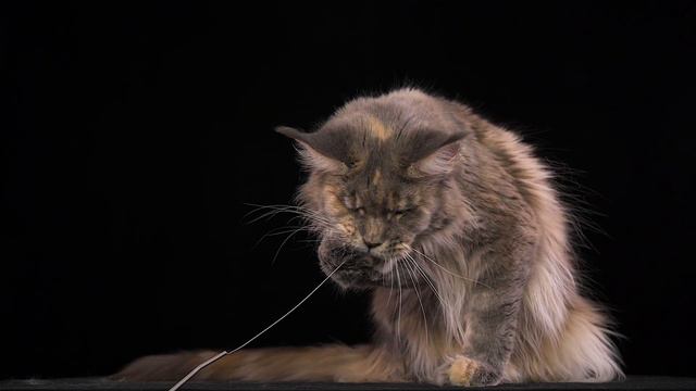 Xtra Maine Coon Girl