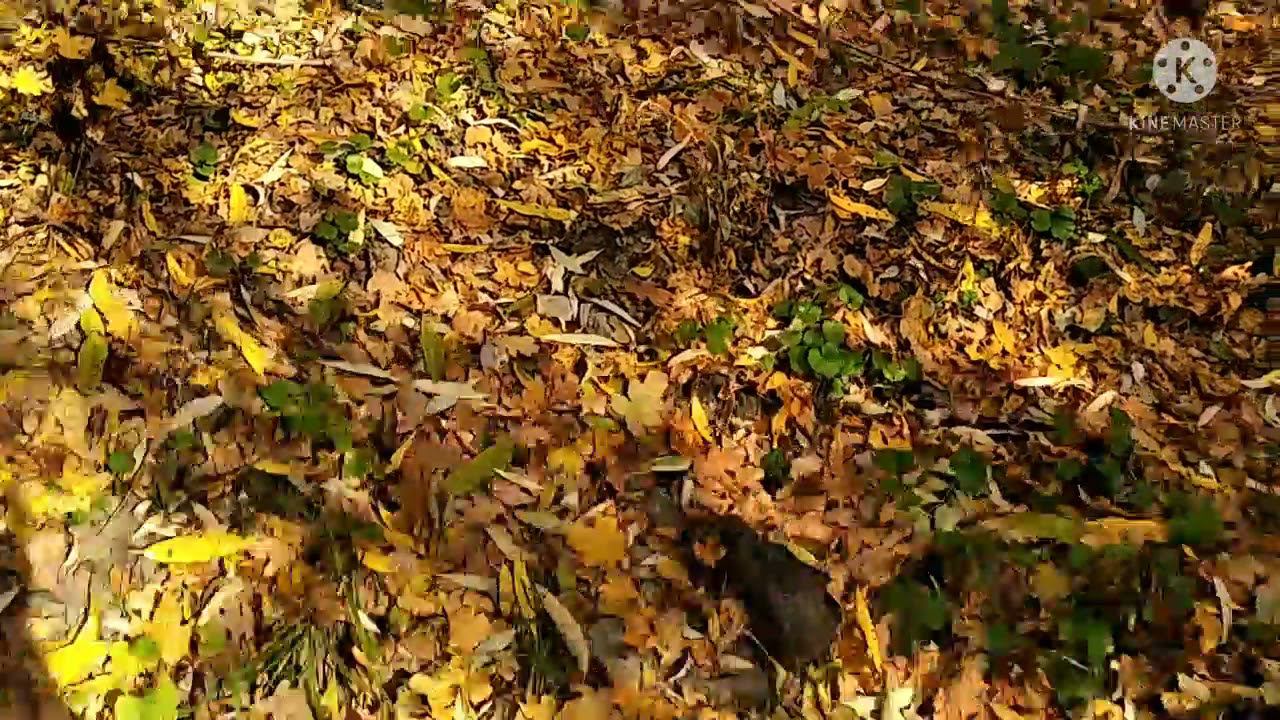 Воскресная прогулка. смотреть онлайн