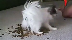 Улётные животные №1