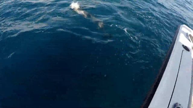 Rainbow Runner Poke Bowl; Best Fish You Never Ate! смотреть онлайн