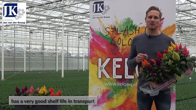 Kelos Celosia subtitles смотреть онлайн