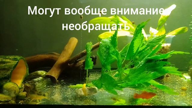 Кормлю аквариумных рыбок КРАПИВОЙ. Чем кормить Аквариумых рыбок? смотреть онлайн