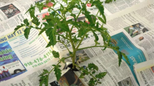 Укрываю свои томаты газетами! Это мой главный и любимый метод защиты от фитофторы