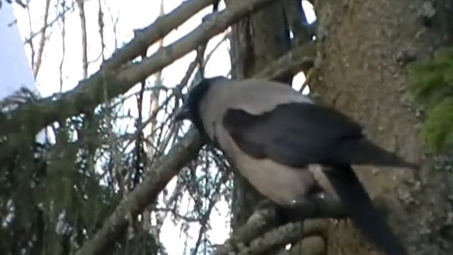 Varis (Corvus corone cornix) смотреть онлайн