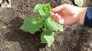 Как правильно формировать огурцы Герман в открытом грунте без подвязки