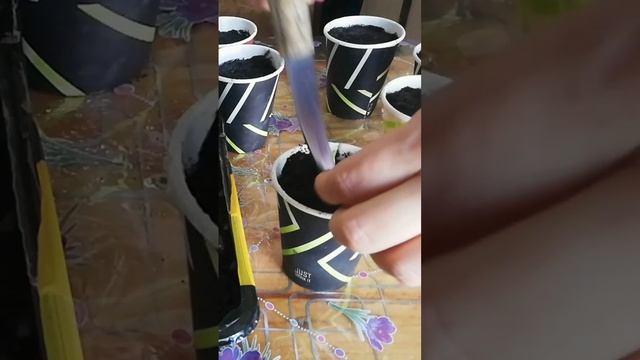 ПИКИРОВКА САЛАТА АЙСБЕРГ