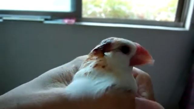 already rub medicine java sparrow—the bites—head injured 小可愛頭被咬受傷 2 смотреть онлайн
